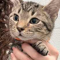 Thumbnail photo of Comet #3