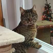 Thumbnail photo of Shorty #4