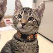 Thumbnail photo of Comet #4