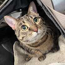 Thumbnail photo of Cupcake #2