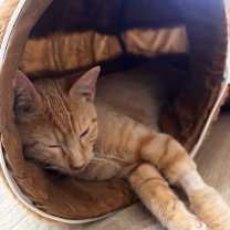 Thumbnail photo of Albus (Orange) #2