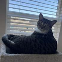 Thumbnail photo of Lilah #2