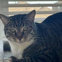 Thumbnail photo of Lilah #3