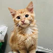 Thumbnail photo of Carter #1