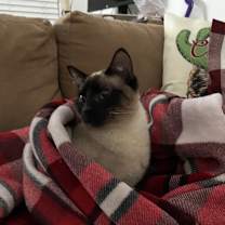 Thumbnail photo of Reese #3