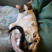 Thumbnail photo of Kosher #3