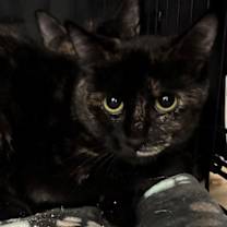 Thumbnail photo of Marbles #4