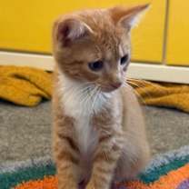 Thumbnail photo of Gordon #4