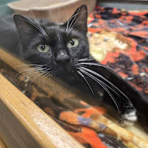 Thumbnail photo of Holly #1