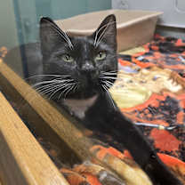 Thumbnail photo of Holly #2