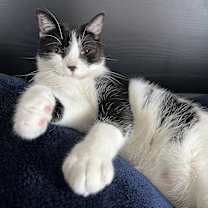 Thumbnail photo of Leonhard #1