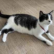 Thumbnail photo of Leonhard #2