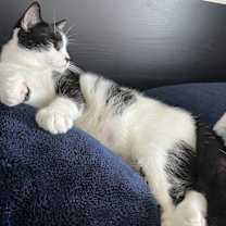 Thumbnail photo of Leonhard #3