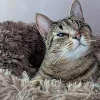 Thumbnail photo of Pirate #1