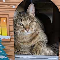 Thumbnail photo of Pirate #2