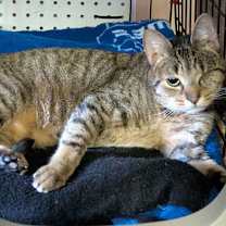 Thumbnail photo of Pirate #3