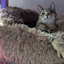 Thumbnail photo of Pirate #4