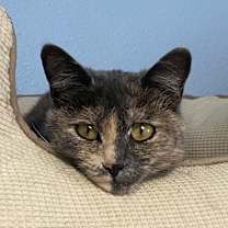 Thumbnail photo of Dusty #3