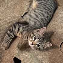 Thumbnail photo of Thor #2