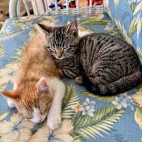 Thumbnail photo of Finn #4