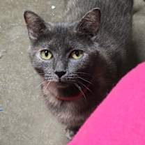 Thumbnail photo of Mistletoe #1