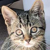 Thumbnail photo of Gnocchi #3