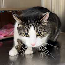 Thumbnail photo of Sylvester #1