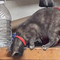 Thumbnail photo of Mistletoe #3