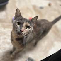 Thumbnail photo of Asia #3