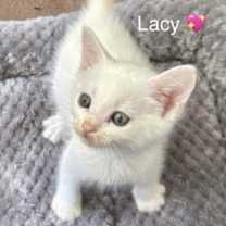 Thumbnail photo of Lacy #1
