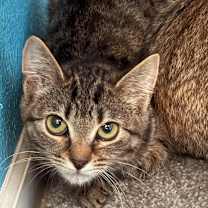 Thumbnail photo of oolong #3