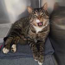 Thumbnail photo of Oscar #2