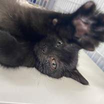 Thumbnail photo of Carlton #1