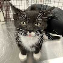 Thumbnail photo of Adele #2