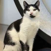 Thumbnail photo of Lightening #1