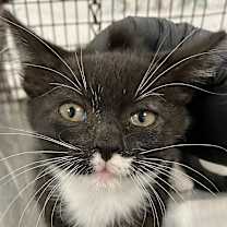 Thumbnail photo of Adele #3