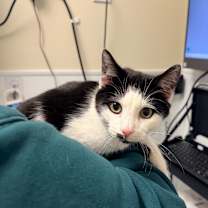 Thumbnail photo of Lightening #2