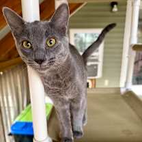 Thumbnail photo of Lord Thunderpaws #2