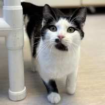 Thumbnail photo of Lightening #3