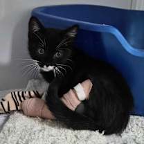 Thumbnail photo of Adele #4