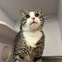 Thumbnail photo of Marmot #3