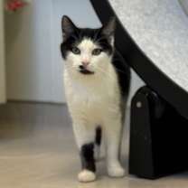 Thumbnail photo of Lightening #4