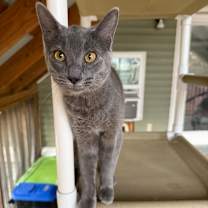 Thumbnail photo of Lord Thunderpaws #3