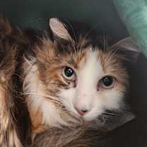 Thumbnail photo of KIWI #2