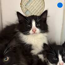 Thumbnail photo of Domino #1