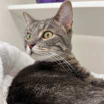 Thumbnail photo of Nyx #3