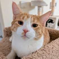 Thumbnail photo of Dipper #1