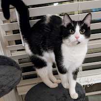 Thumbnail photo of Jasper #1