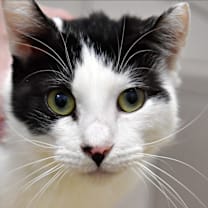 Thumbnail photo of Tommy #1