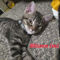 Thumbnail photo of Blitzen #4